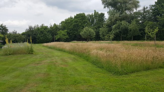 Hier is het gazon omgevormd naar hooiland en daarbij is er een bloemenakker toegevoegd