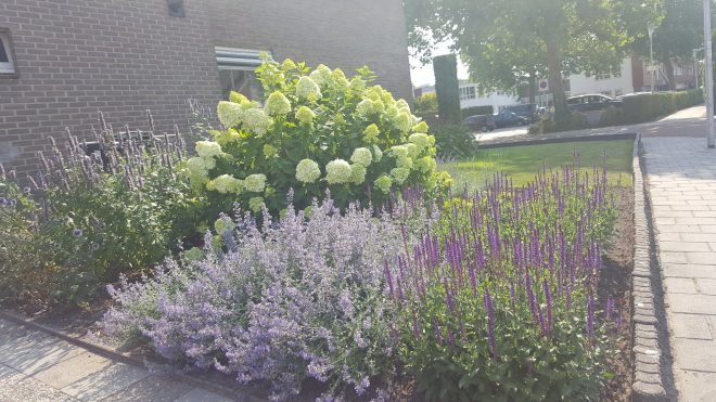 Deze tuin ontwikkelt zich goed.