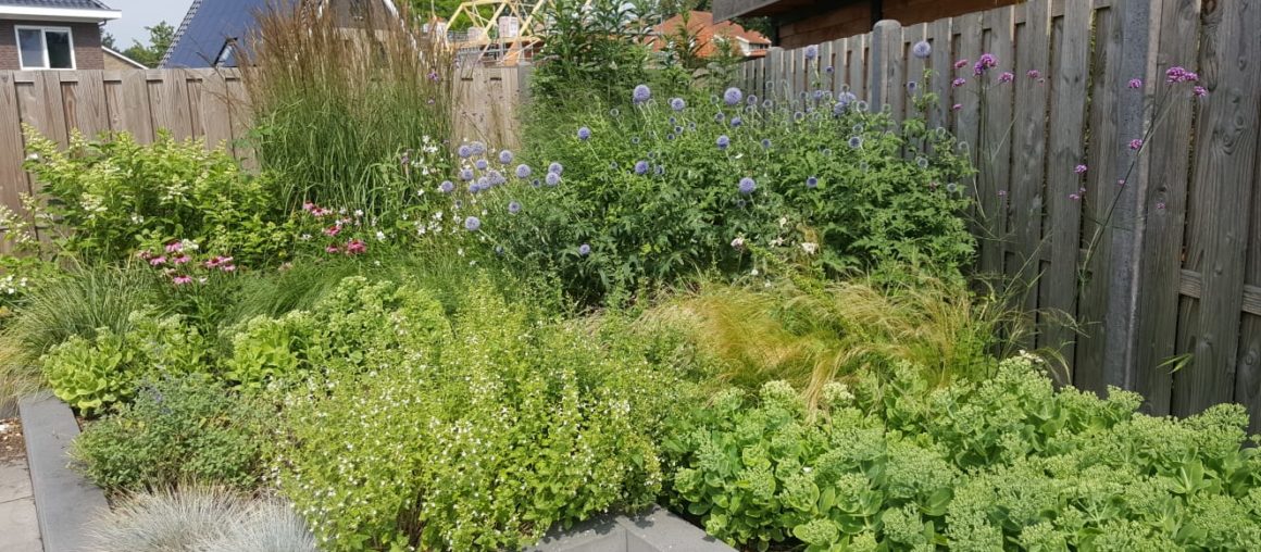 Insectvriendelijke en droogtebestendige border