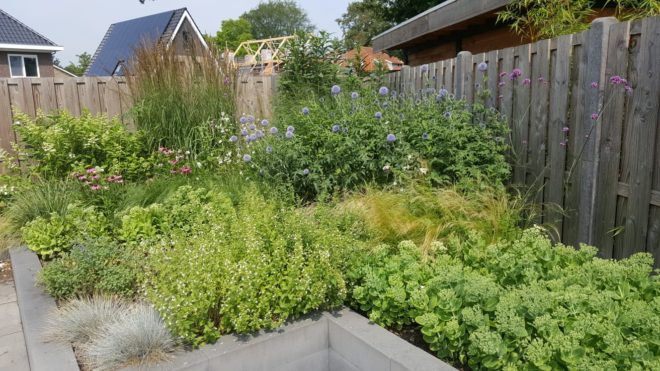 Insectvriendelijke en droogtebestendige border