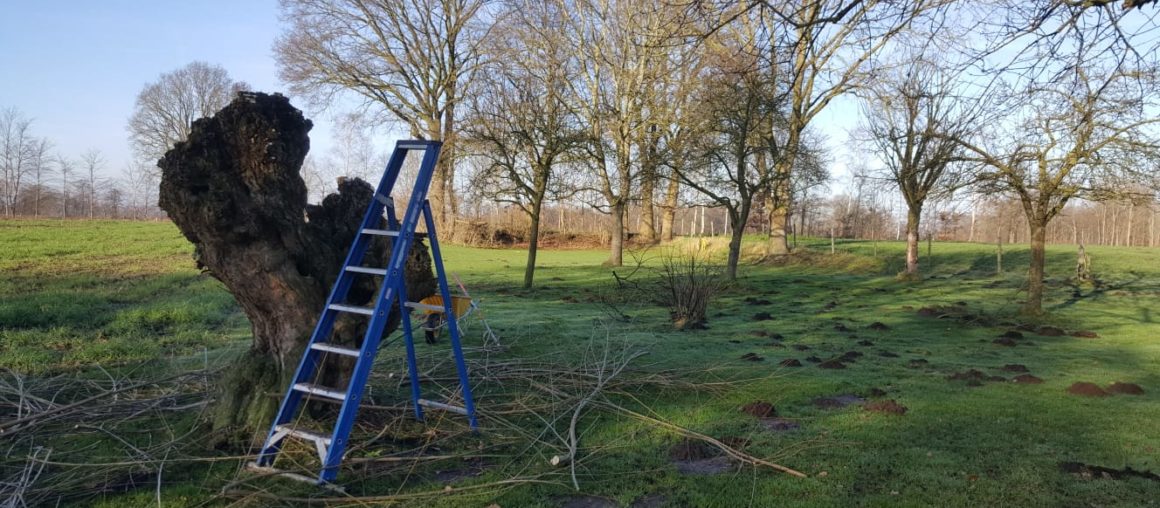 Snoeien landelijk gebied Den Ham