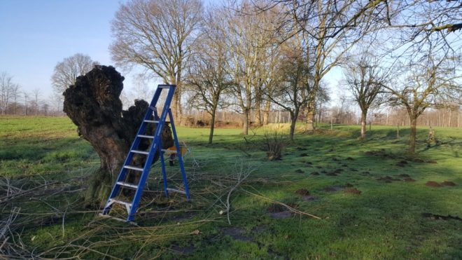 Snoeien landelijk gebied Den Ham