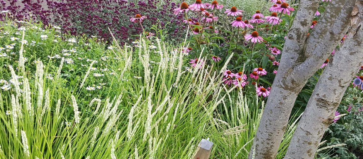 Natuurrijke borders @ Heino 2 jaar oud