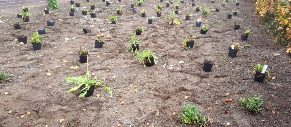 Bloemenweide aanleg in combinatie met bloembollen