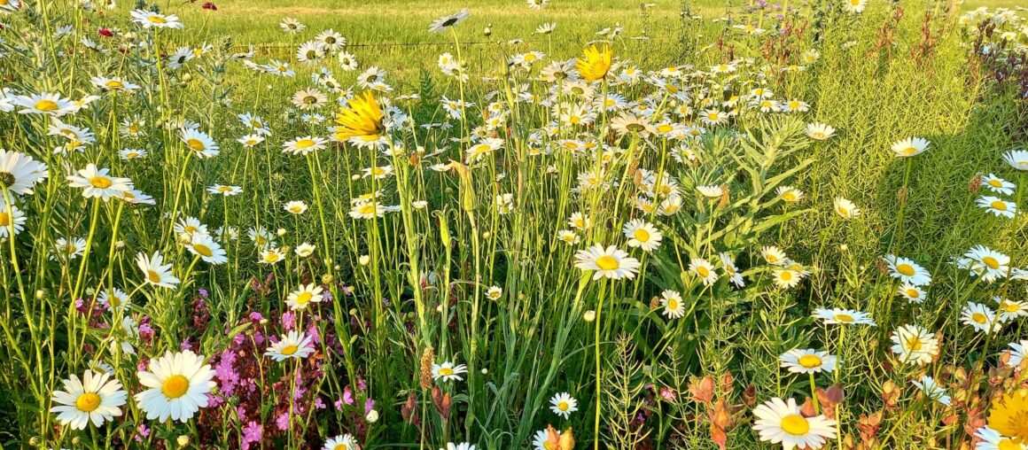 Veel bloemenweides