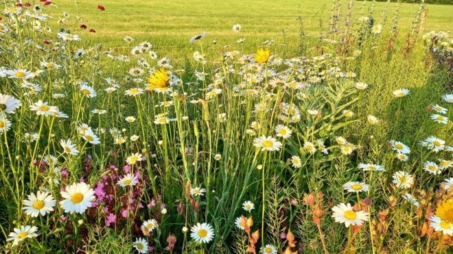 Veel bloemenweides