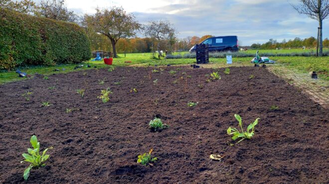 Bloemenweide omvormen in Heino