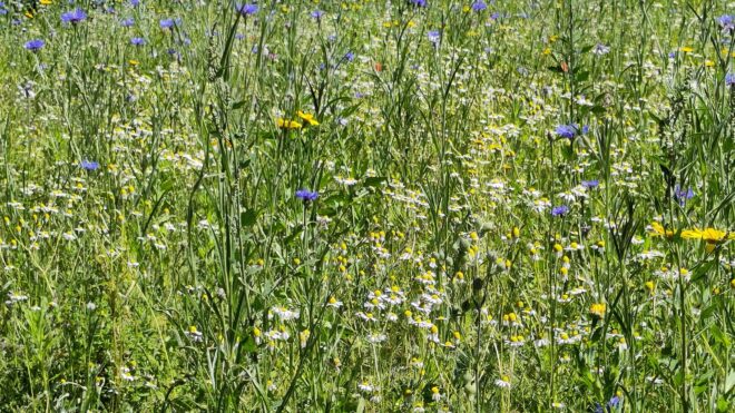 Bloemenweide Zutphen staat al in bloei